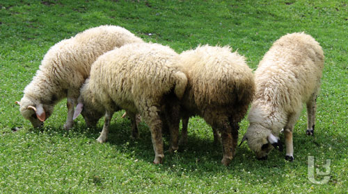 იორდანიიდან დაავადებული ცხვარი შემოიყვანეს- მოსახლეობა დახმარებას ითხოვს