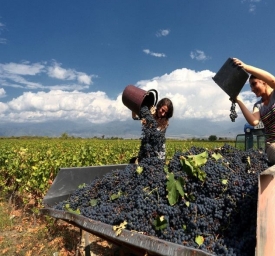კახეთის რეგიონში  119 ათას ტონაზე მეტი ყურძენი გადამუშავდა
